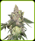 Girl Scout Cookies - Seed Stockers