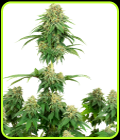 Girl Scout Cookies - White Label Seeds