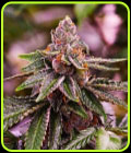 Girl Scout Cookies Auto - Nirvana Seeds