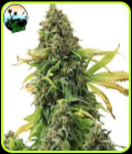 Girl Scout Cookies - Cali Weed Seeds