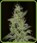 Girl Scout Crack - Seedsman Seeds