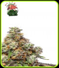 Girl Scout Gelato - Yieldmonger Seeds