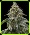 Girls Scout Cookies - Spliff Seeds