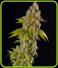 Girls Scout Cookies Automatic - Spliff Seeds