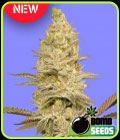 Glookie Bomb - Bomb Seeds