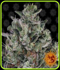 Glookies - Barneys Farm Seeds