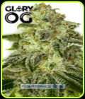 Glory OG - Positronic Seeds