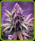 Glue Dream - Top Shelf Elite Seeds