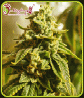 Glue Kripple - Dr Krippling Seeds