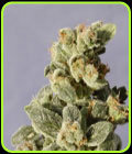 Gnomo Automatic - Kannabia Seeds