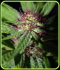 Gobsmacked Mandarine - Propaganja Seeds