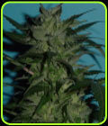 Jordan's God Bud - Jordan of the Islands