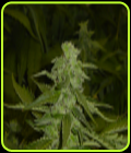 God's AK47 - Jordan of the Islands