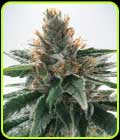 God's Glue - Ministry of Cannabis