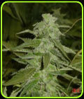 God's Northern Lights - Jordan of the Islands
