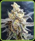 Godberry - Freedom of Seeds