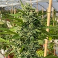 Goji Biker - Karma Genetics