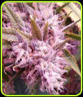 Goji Dawg - Dankonomics Genetics