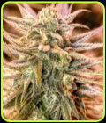 Gold Bar Kush - Spliff Seeds