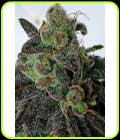 Gold Barz - Holy Smoke Seeds
