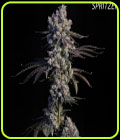 Gold Dropz - Compound Genetics
