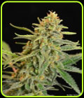 Golden Child - Norstar Genetics