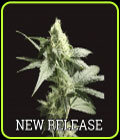Golden Haze - Devil's Harvest Seeds
