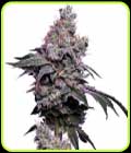 Golden Haze - Green Bodhi Seeds