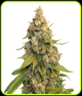 Golden Lemon Haze - Seed Stockers