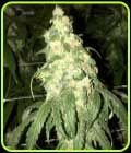 Golden Monkey - Pot Valley Seeds