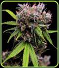 Golden Pineapple S1 - Green Bodhi Seeds