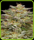 Golden Sands - Humboldt Seed Company