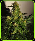 SALE - Golden Temple Kush - Reeferman Seeds - Reeferman Seeds