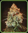 Golden Tiger - Ace Seed bank