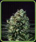 Goldenberry - Genofarm Seeds