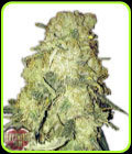 Goldmine - Heavyweight Seeds