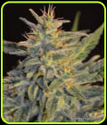 Goo-Che - Norstar Genetics