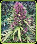 Good Shit - Phoenix Cannabis Seeds