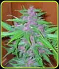 Good Shit Auto - Phoenix Cannabis Seeds