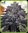 Gordo Master Kush - Positronic Seeds
