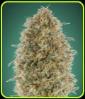 Gorilla Blue - Advanced Seeds