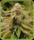 Gorilla Breath - Humboldt Seed Organisation