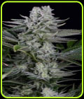 Gorilla CBD - Dinafem Seeds