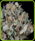 Gorilla Cookies - Big Head Seeds