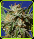 Gorilla Cookies - Original Sensible Seeds