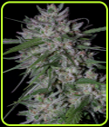 Gorilla Cookies Auto - Big Head Seeds