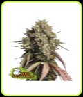 SALE - Gorilla Cookies Auto - Seed Stockers - Seed Stockers