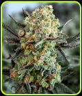 Gorilla Cookies Auto - High Speed Buds