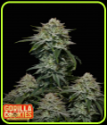 Gorilla Cookies Fast Flowering - FastBuds