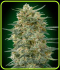 Gorilla Fast - OO Seeds